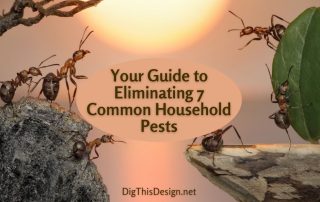 Your Guide to Eliminating 7 Common Household Pests