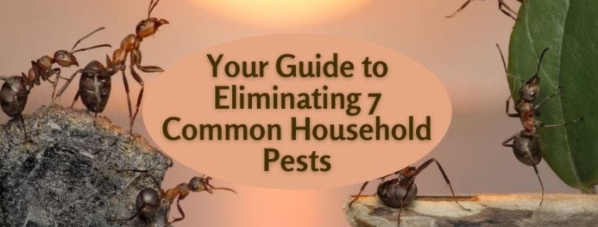 Your Guide to Eliminating 7 Common Household Pests