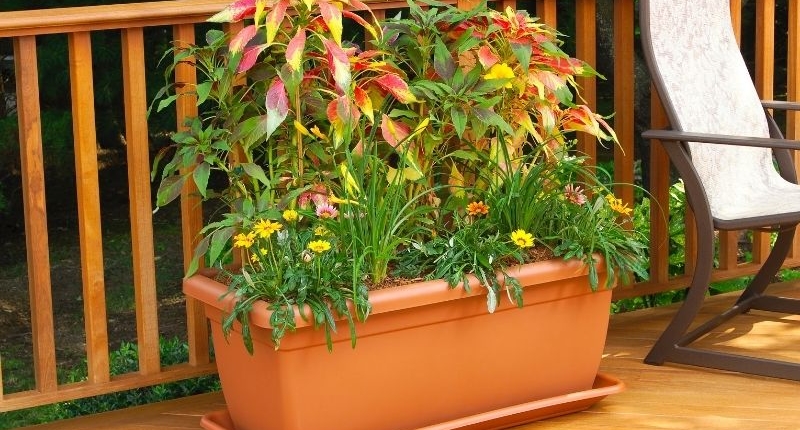 How To Create A Summer-Ready Patio - Vibrant reddish-green coleus and smaller yellow flowers in a patio planter on a wooden deck.