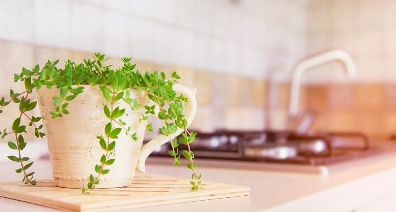 Green plant in planter on countertop.