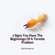 5 Signs You Have The Beginnings Of A Termite Problem