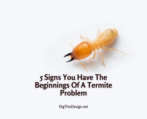 5 Signs You Have The Beginnings Of A Termite Problem