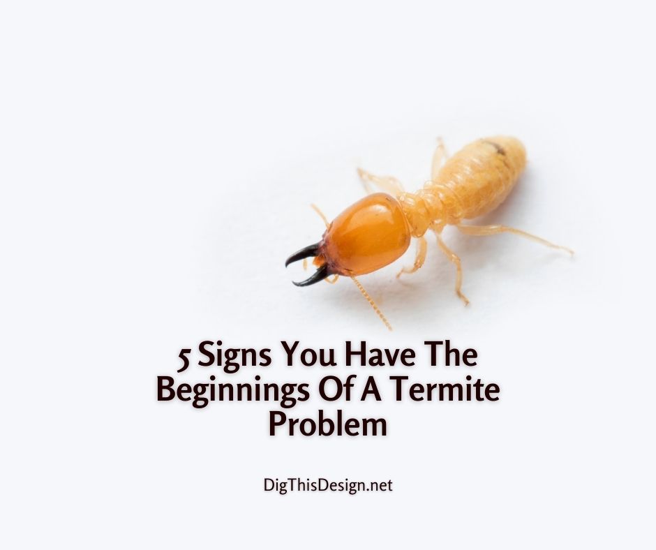 5 Signs You Have The Beginnings Of A Termite Problem
