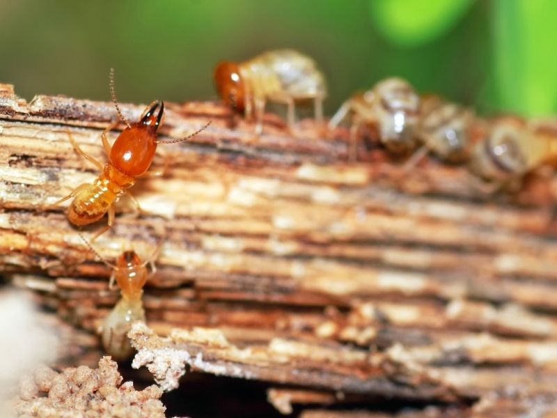 5 Signs You Have The Beginnings Of A Termite Problem