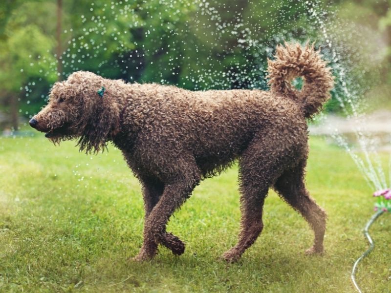 7 Ways To Make Your Backyard Dog-Friendly - cute dog having fun in the water sprinkler.