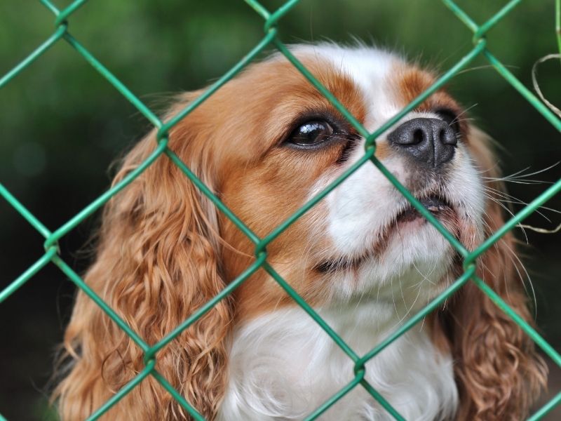 7 Ways To Make Your Backyard Dog-Friendly - cute dog with green chain link fence.