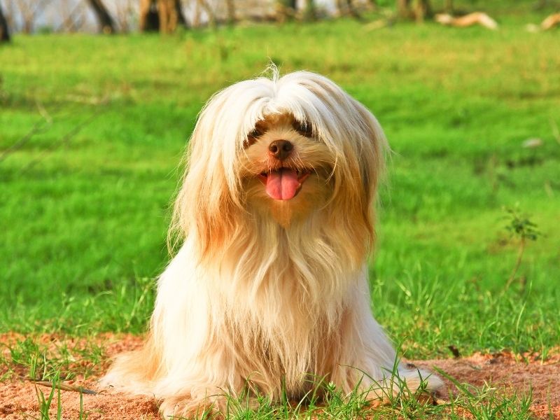 7 Ways To Make Your Backyard Dog-Friendly - cute dog sitting on patches of dirt surrounded by grass.