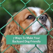 7 Ways To Make Your Backyard Dog-Friendly