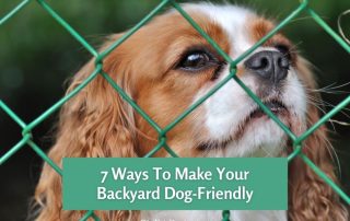 7 Ways To Make Your Backyard Dog-Friendly
