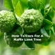 How To Care For A Kaffir Lime Tree