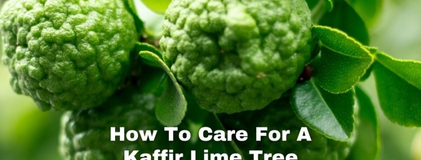 How To Care For A Kaffir Lime Tree