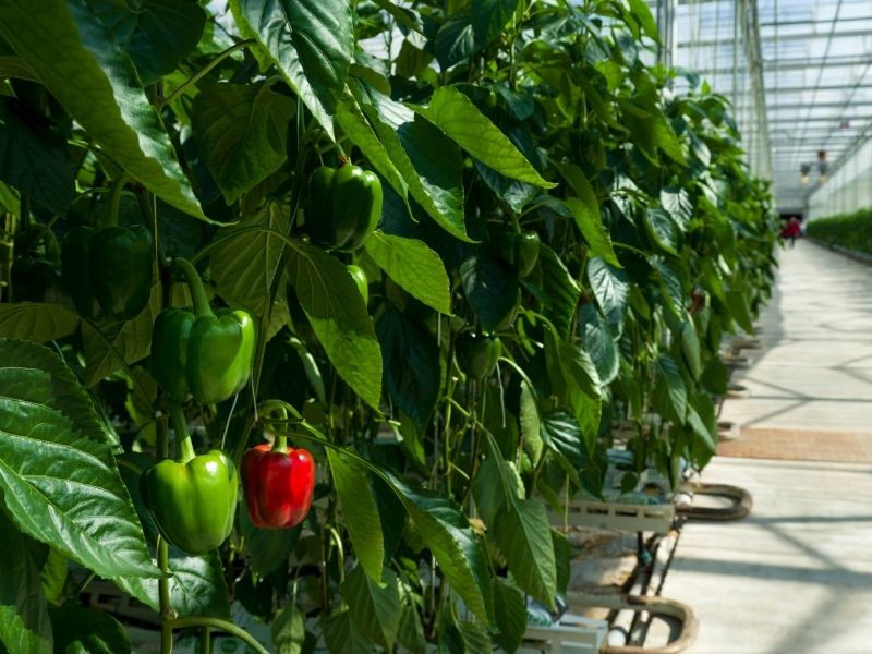 How to Build a Commercial Greenhouse