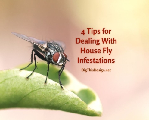 Fly on a Leaf - 4 Tips for Dealing With House Fly Infestations
