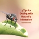 Fly on a Leaf - 4 Tips for Dealing With House Fly Infestations