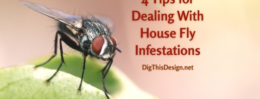 Fly on a Leaf - 4 Tips for Dealing With House Fly Infestations