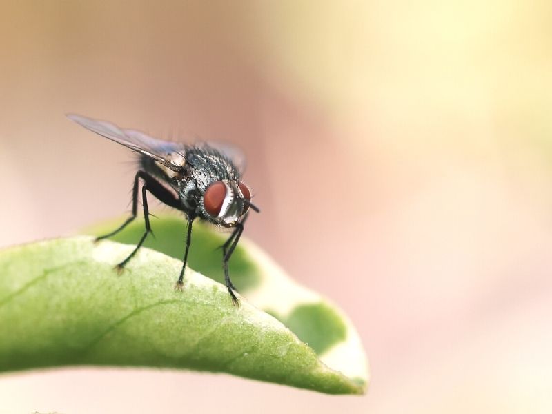 Fly on a Leaf - 4 Tips for Dealing With House Fly Infestations