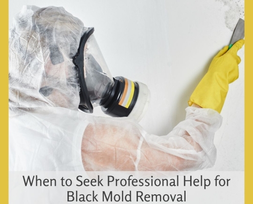 When to Seek Professional Help for Black Mold Removal