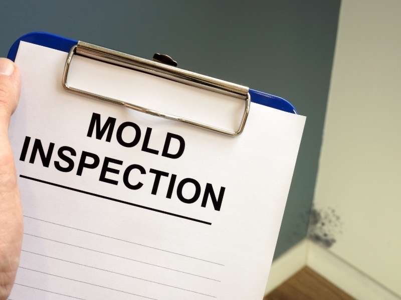 When to Seek Professional Help for Black Mold Removal