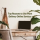 Top Reasons to Use Plant Delivery Online Services
