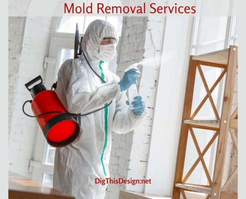4 Signs You Need Mold Removal Services