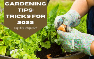 container gardening tips