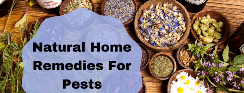 home remedies for pests (1)