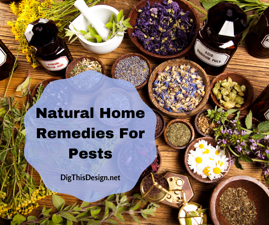 home remedies for pests (1)