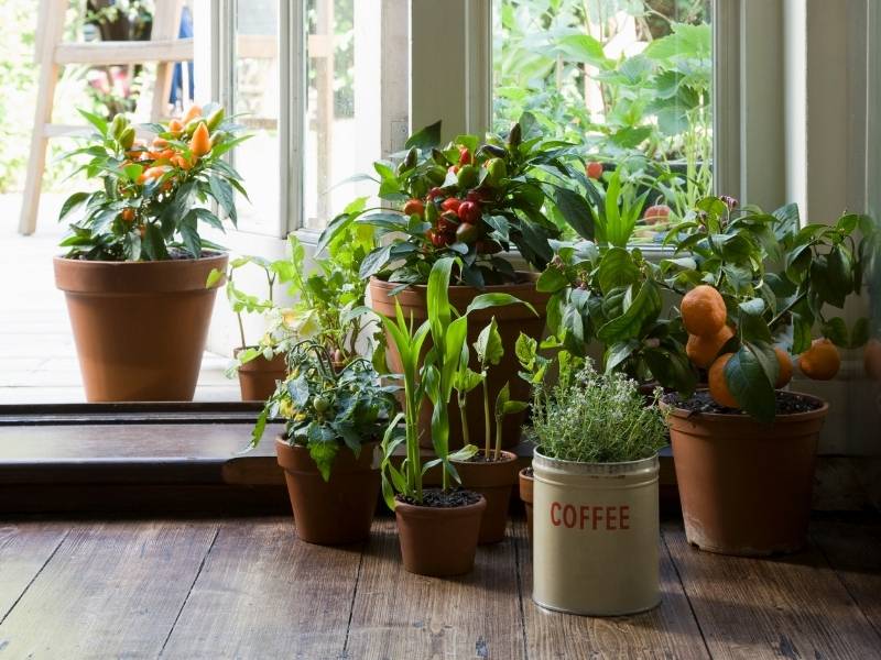 Expert Guidance to Keep Your Plants Alive - assorted house plants near patio doors.