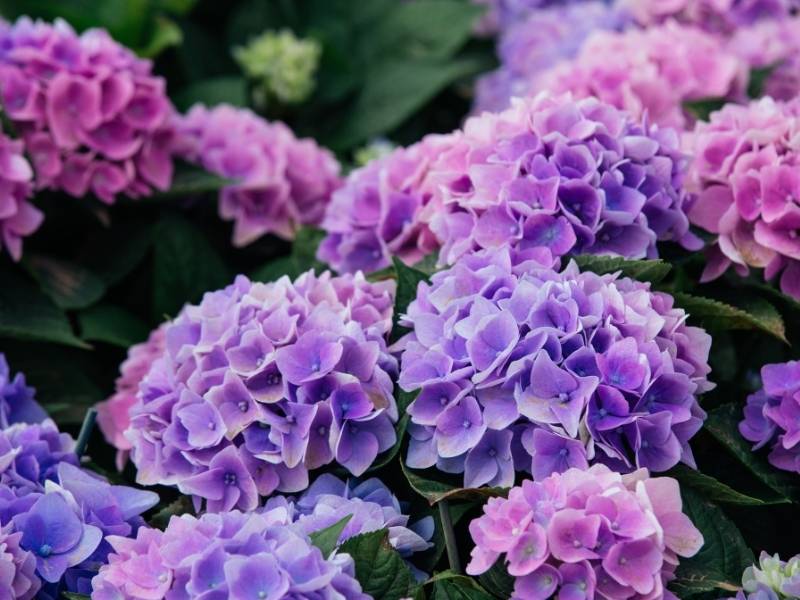 Expert Guidance to Keep Your Plants Alive -  Hydrangeas