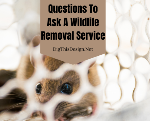 Wildlife Removal Service