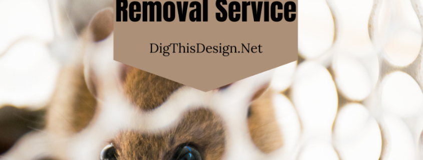Wildlife Removal Service