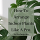 arrange indoor plants