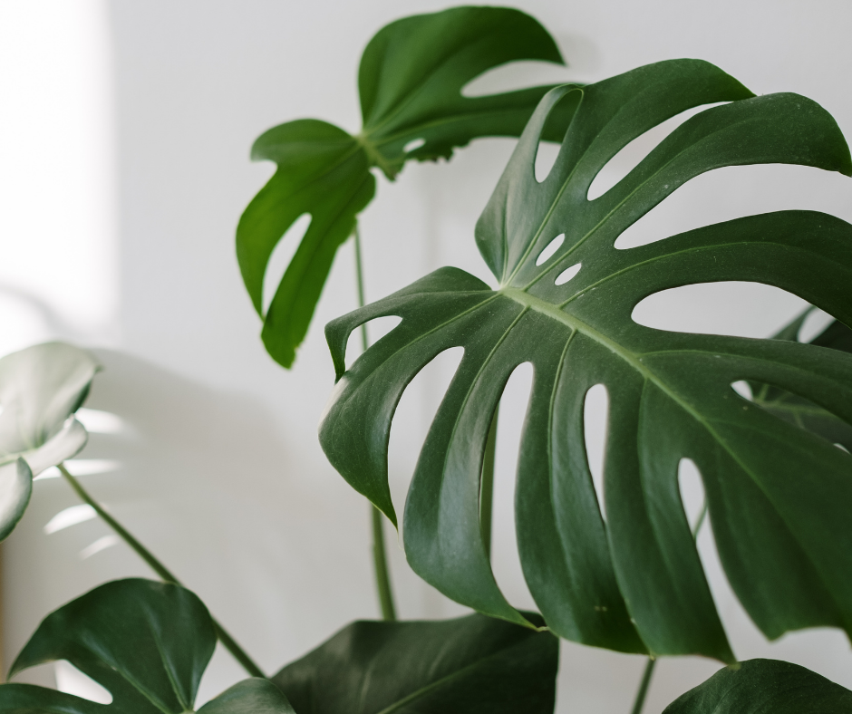 arrange indoor plants