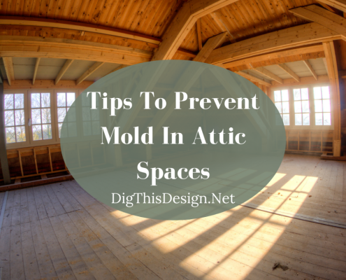 mold in attic
