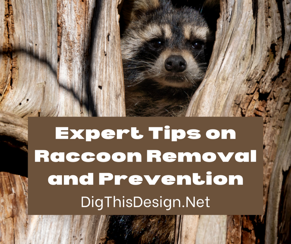 Raccoon Removal and Prevention