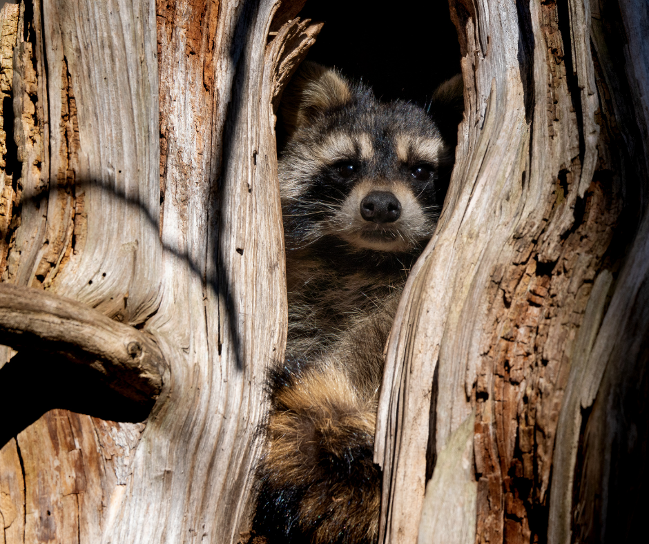 Raccoon Removal and Prevention