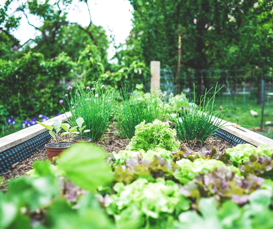 raised bed