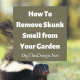 Remove Skunk Smell