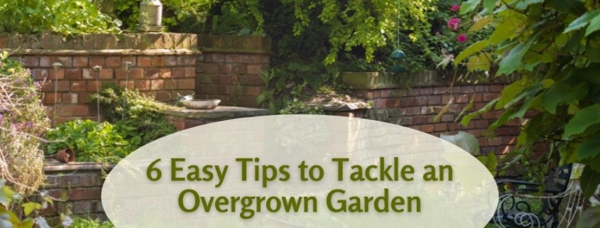 6 Easy Tips to Tackle an Overgrown Garden