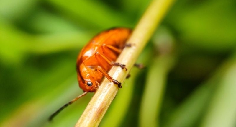 Common Household Pests - flea