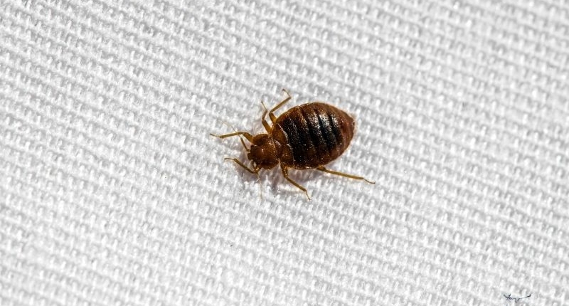 Common Household Pests - bed bug