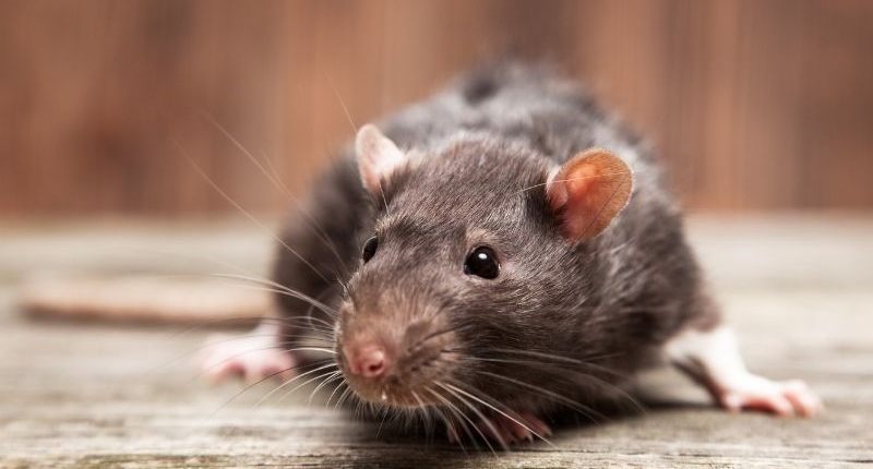 Common Household Pests - mice