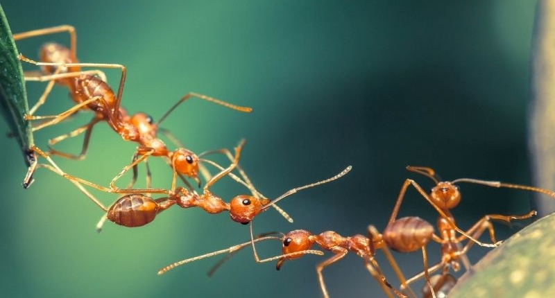 Common Household Pests - ants
