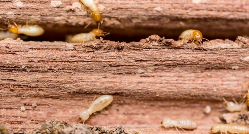 Common Household Pests - termites