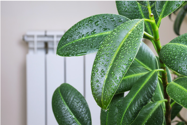 A humidifier is good for indoor air quality.