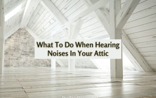 What To Do When Hearing Noises In Your Attic