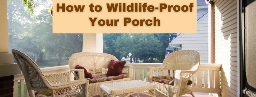 How to Wildlife-Proof Your Porch