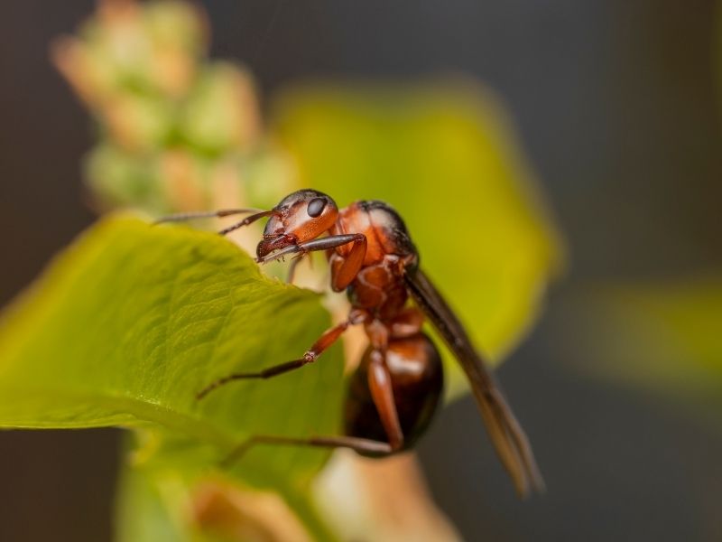 Termite Control Guide For Malaysia Homeowners