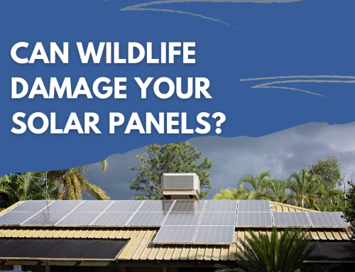Can Wildlife Damage Solar Panels?