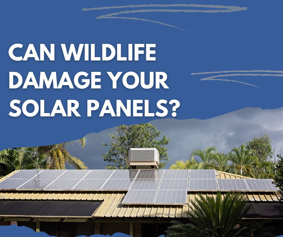 Can Wildlife Damage Solar Panels Dig This Design